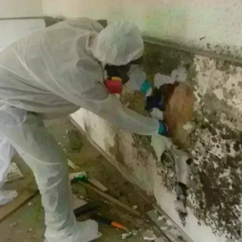 Mold Remediation and Removal in Redwood, OR